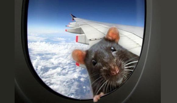 Общество Вопрос: Где выбросить живую мышь из летящего самолета считается преступлением?
