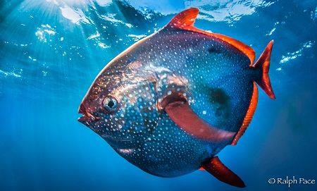 Природа Вопрос: Из курса биологии в школе мы все знаем, что рыбы - это холоднокровные животные. А существуют ли полностью теплокровные рыбы?