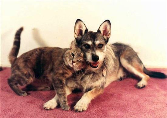 История Вопрос: Как звали собаку, которой в 1998 году было присвоено звание «Кошка года»?