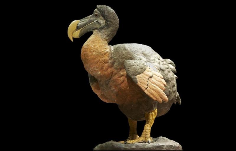 Природа Вопрос: Какие ныне существующие птицы являются наиболее близкими "родственниками" вымершей птицы додо?