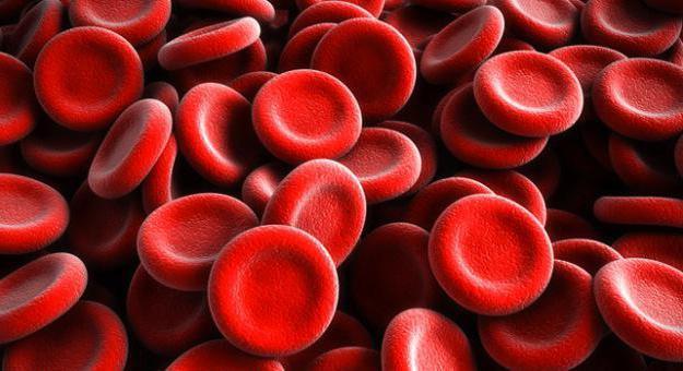 Наука Вопрос: Какова максимальная продолжительность жизни эритроцитов в крови человека?