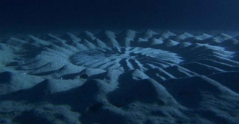 Наука Вопрос: Кто является создателем этих "сооружений", находящихся на дне моря у берегов Японии?