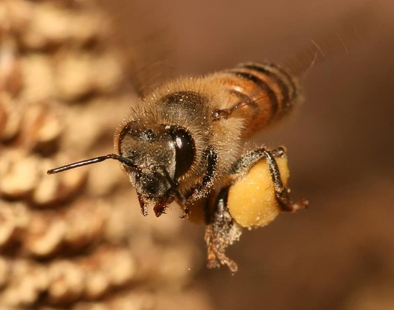 Natur Wissensfrage: Was trifft auf die berühmt berüchtigten "Killer-Bienen" zu?
