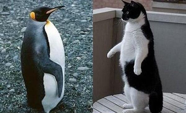 природа Запитання-цікавинка: Чи правда, що на землі є місця, де ареал кішок і пінгвінів перетинається?