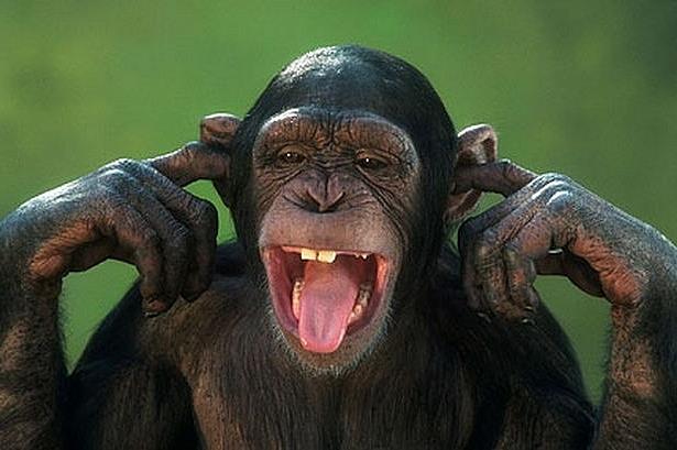 природа Запитання-цікавинка: Скільки зубів у дорослого шимпанзе?