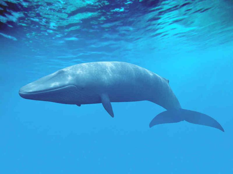Nature Trivia Question: The tongue of the blue whale is about the same weight as that of a female Asian elephant.