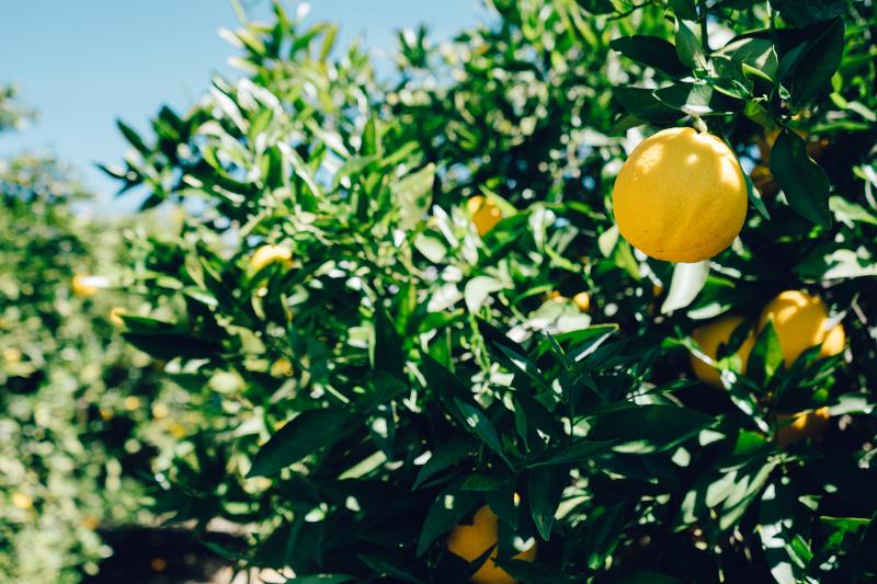 Культура Вопрос: В этом году фестиваль лимонов в Ментоне начнется 13 февраля
