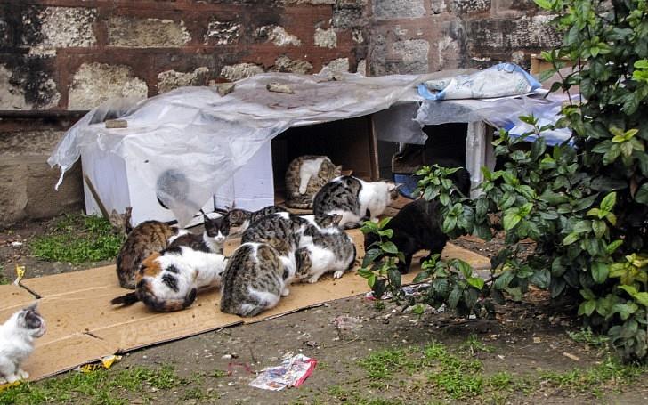Природа Вопрос: В каком городе кошки являются его полноправными жителями, а горожане о них заботятся и даже строят целые кошачьи деревни?