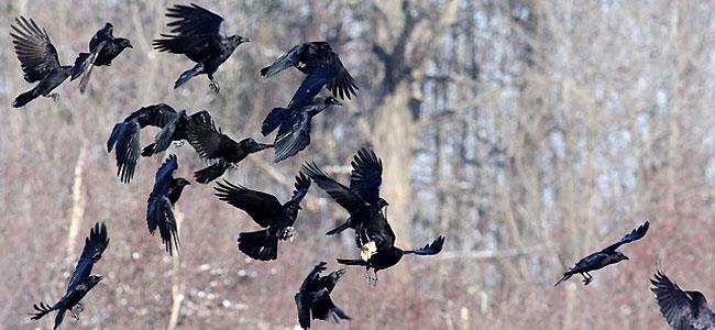 Nature Trivia Question: What is the most famous collective noun name for a group of crows?
