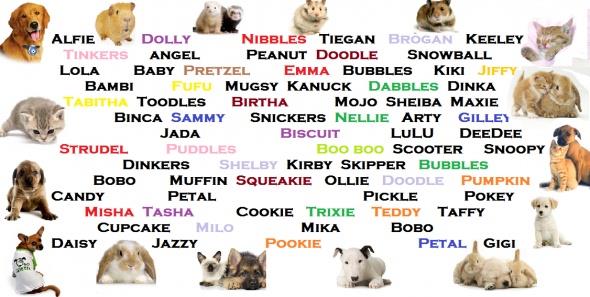 Society Trivia Question: What is the most popular male dog name of 2015?