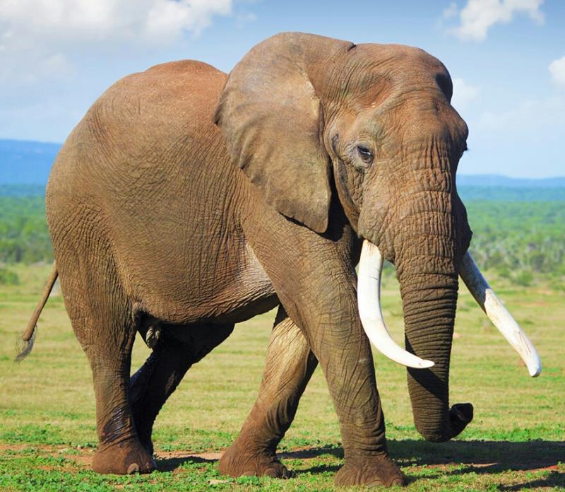 Nature Question: De quoi est constituée la partie visible d'une défense d'éléphant ?
