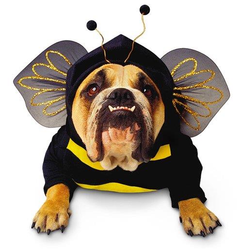 Society Trivia Question: What percentage of pet owners admit to dressing up their pets?