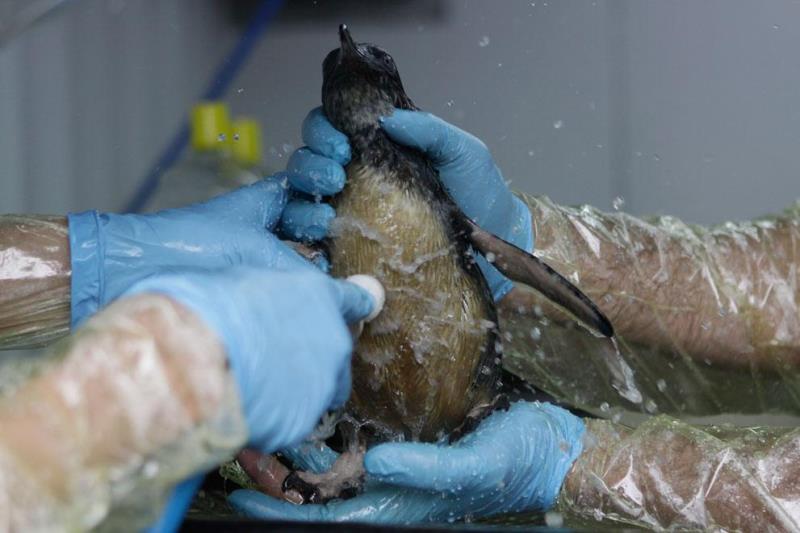 Наука Вопрос: Чем нужно мыть пингвина, чтобы очистить его от загрязнения нефтью, но не повредить при этом его естественную жировую смазку?