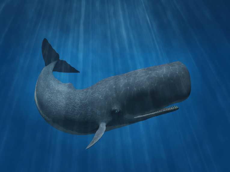 Nature Trivia Question: Do sperm whales eat sharks?