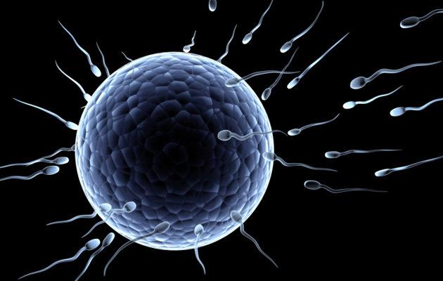 Наука Запитання-цікавинка: Скільки сперматозоїдів потрібно для запліднення яйцеклітини?