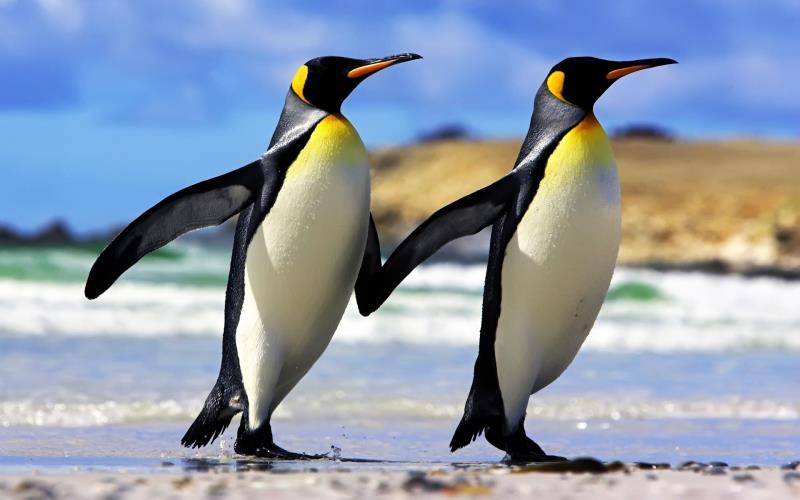 Природа Вопрос: Имеются ли у пингвинов колени?