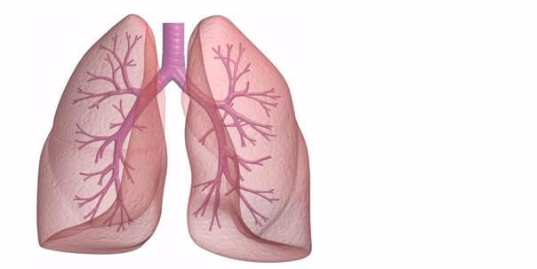 Science Trivia Question: Is it true that people’s left lung inhales less amount of air that the right one?