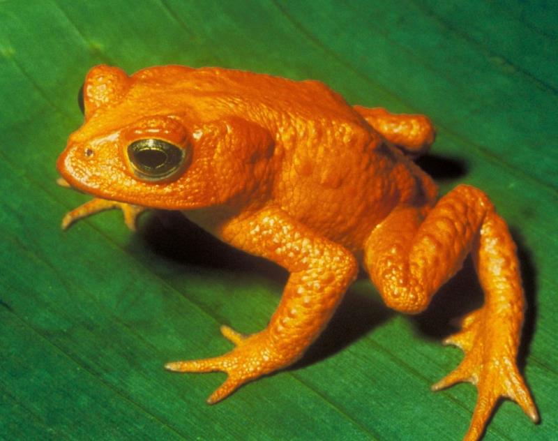 Nature Trivia Question: Is the Golden toad extinct?