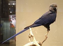 Nature Trivia Question: Is the Spix's macaw extinct?