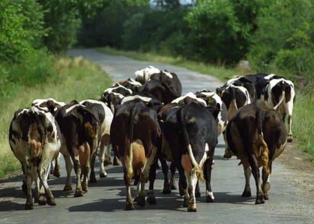 Природа Вопрос: Как называется группа крупного рогатого скота?