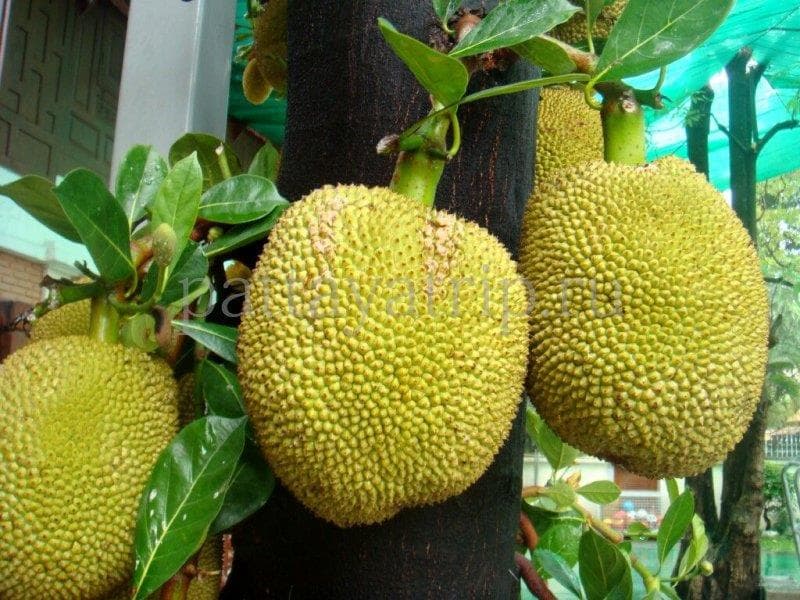 Природа Вопрос: Как называются эти плоды?