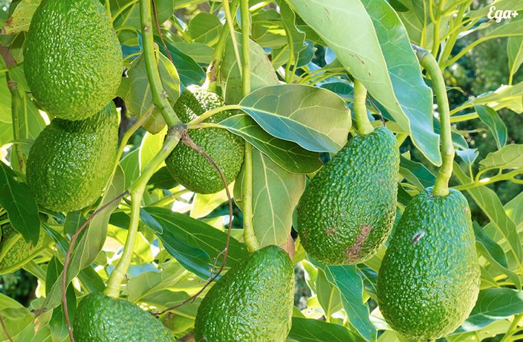 География Вопрос: Какое государство является мировым лидером по объемам промышленного культивирования авокадо?