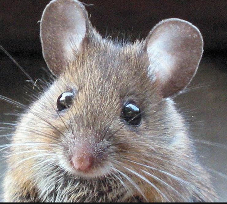Наука Вопрос: Кто получил патент на компьютерную мышь?