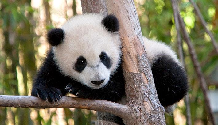 Nature Trivia Question: Mother pandas only care for one of their cubs, and allow the others to die.