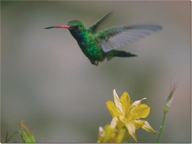 Природа Вопрос: Какое максимальное количество взмахов крыльями в секунду могут совершать колибри?
