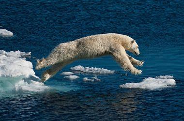 География Вопрос: Слово Арктика переводится как "располагающаяся около медведя". Имеют ли белые медведи, живущие повсеместно в Арктике, отношение к этому названию?