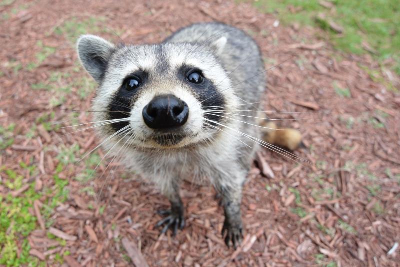 Nature Trivia Question: The most important sense for a Raccoon is?