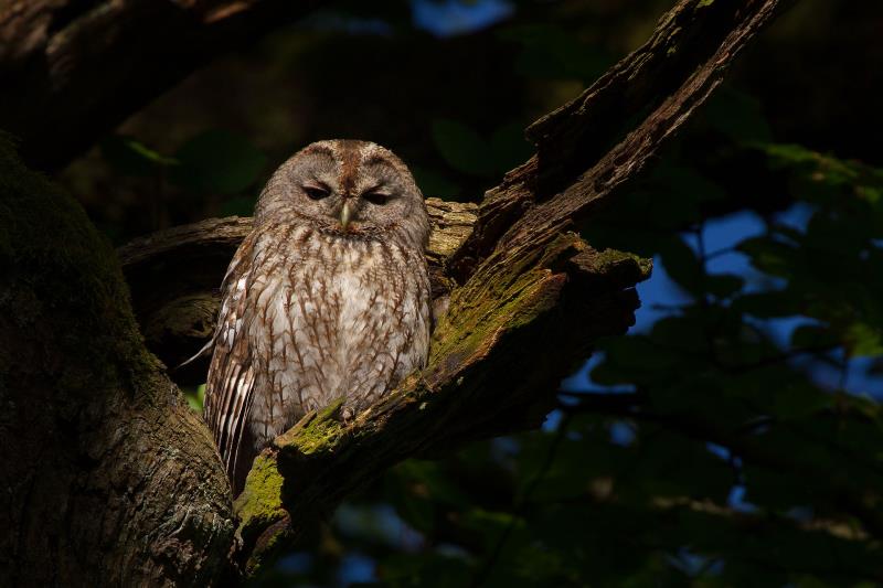 Nature Trivia Question: There is no single owl that makes a "Tu-whit, Tu-who" call.