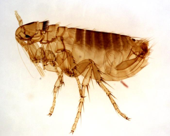 Nature Trivia Question: What is the "secret" of a fleas' ability to jump such comparatively huge distances?