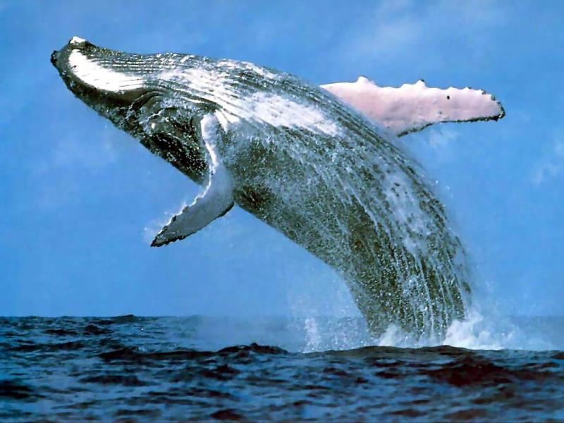 Nature Trivia Question: A Blue Whale has a heart roughly the size of a what?