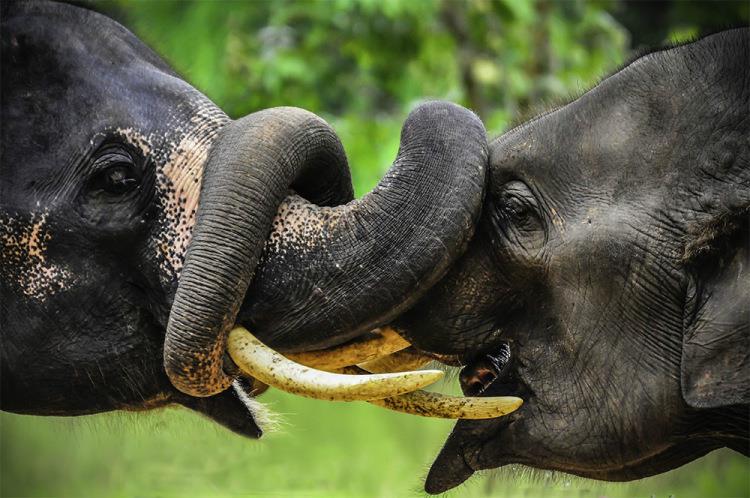 Природа Вопрос: Бывают ли среди слонов "правши" и "левши"?