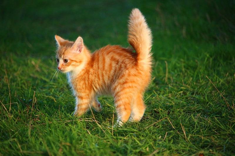 Natura Domande: I gatti sono inclini alla polidattilia. Cosa significa?