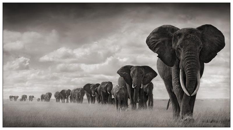 Природа Вопрос: Как можно визуально отличить африканского слона от азиатского знают многие - по размеру ушей. А как можно визуально отличить между собой два вида африканского слона - африканского саванного и африканского лесного?