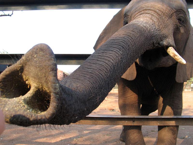 Природа Вопрос: Можно ли отличить африканского слона от азиатского по хоботу?
