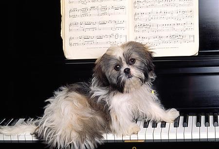 Культура Вопрос: Не секрет, что широко известная среди не умеющих играть на фортепиано людей пьеса под названием "Собачий вальс" в разных странах называется по-разному. А как, по вашему мнению, он называется в Венгрии?