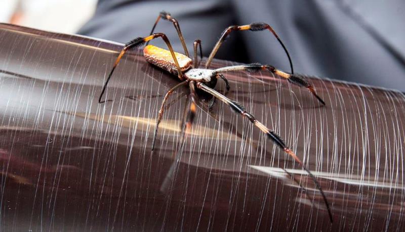 Nature Trivia Question: Pound for pound, Spider Silk is stronger than steel.