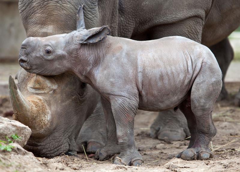 Природа Вопрос: Сколько видов носорогов существует на сегодняшний день?