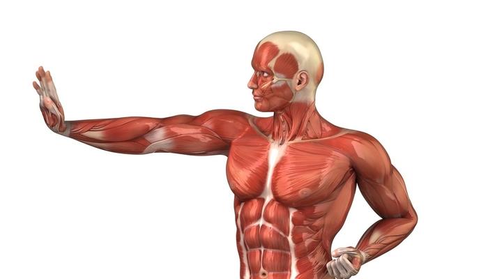 Наука Запитання-цікавинка: Чи існують в людському організмі м'язи, які прикріплені тільки з одного боку?