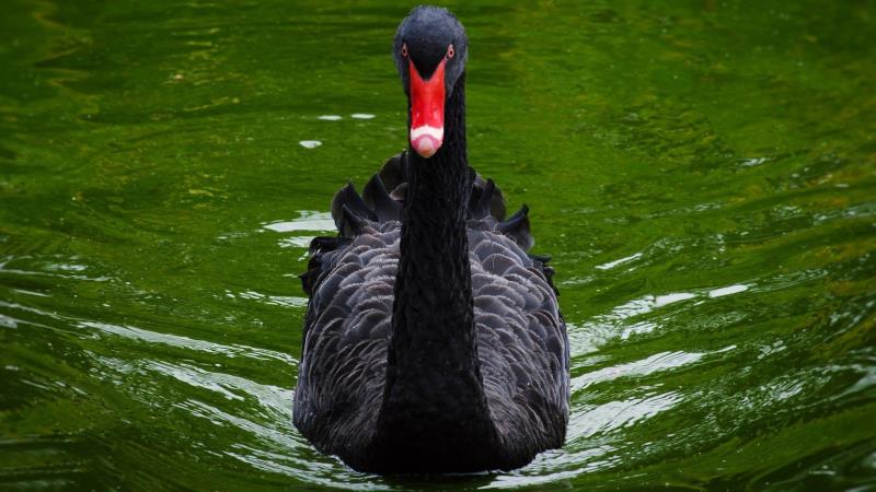 Geography Trivia Question: The Black Swan is the official emblem of which Australian state?