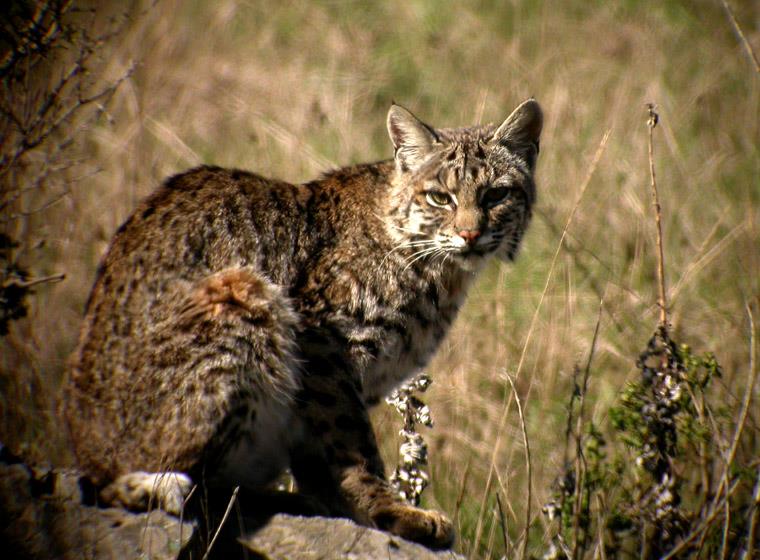 Nature Trivia Question: The bobcat is native to which continent?