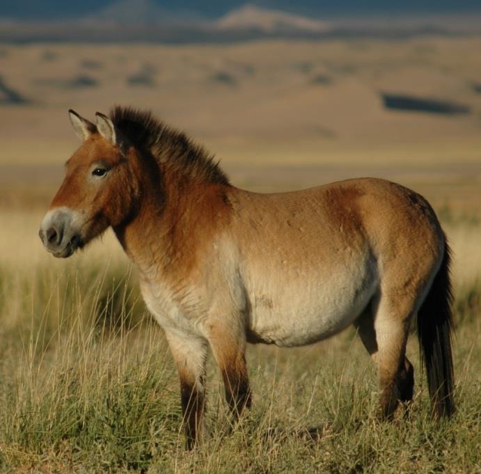 Nature Trivia Question: What is the only truly wild horse left in the world?