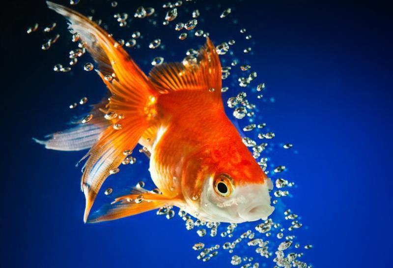 Природа Вопрос: В Китае "золотые рыбки" появились в VII веке нашей эры. А когда они, с наибольшей вероятностью, впервые появились в Европе?