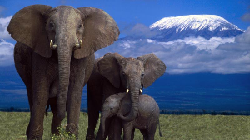 Природа Вопрос: Верно ли, что все взрослые слоны спят стоя?