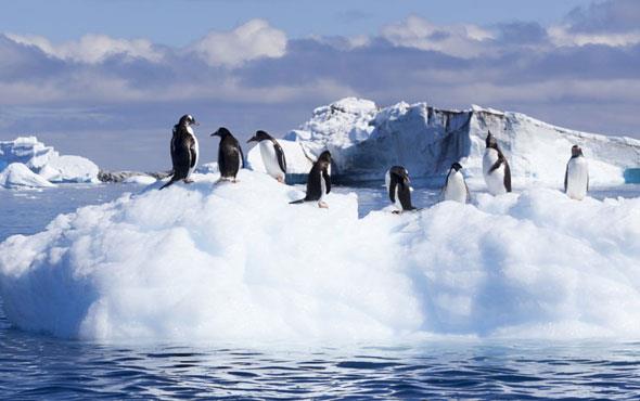 Culture Trivia Question: What does the word   Antarctica mean ?