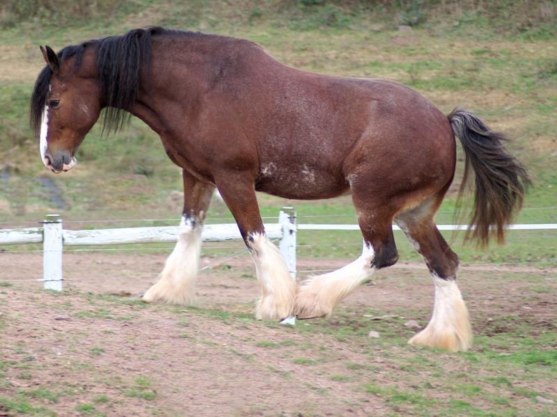 Природа Вопрос: Как называется эта порода лошадей?