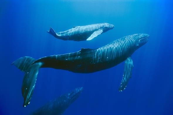 Nature Trivia Question: What is an infant whale known as?